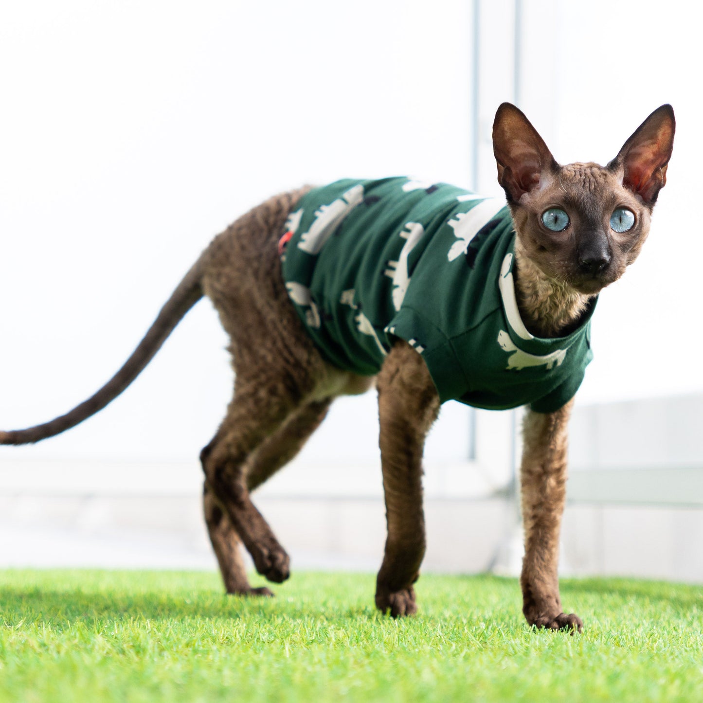 Chandail imprimé pour chat (8 styles)