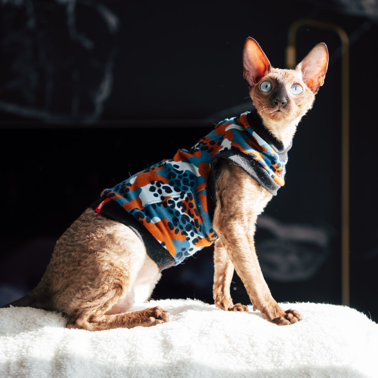 Chandail chaud en coton pour chat, modèle débutant | Camo