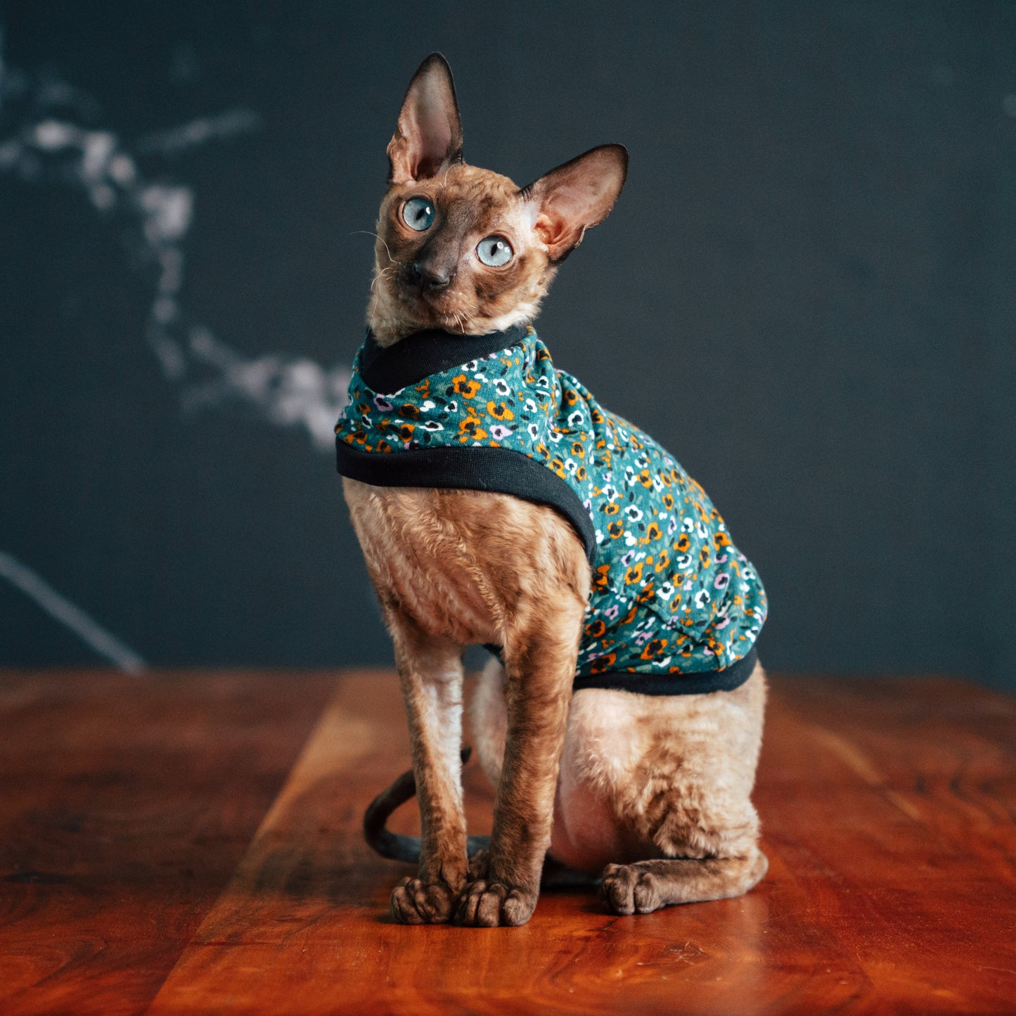 Chandail chaud en coton pour chat, modèle débutant | Fleurs Sarcelles