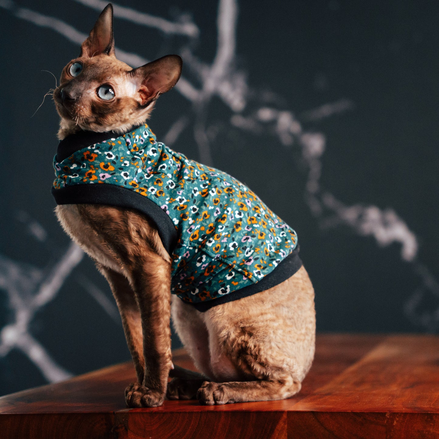 Chandail chaud en coton pour chat, modèle débutant | Fleurs Sarcelles