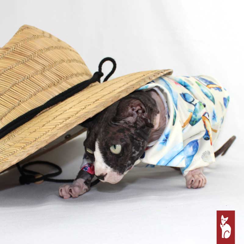 Chemise Hawaïenne pour Chat Sphynx, Vacances Crème