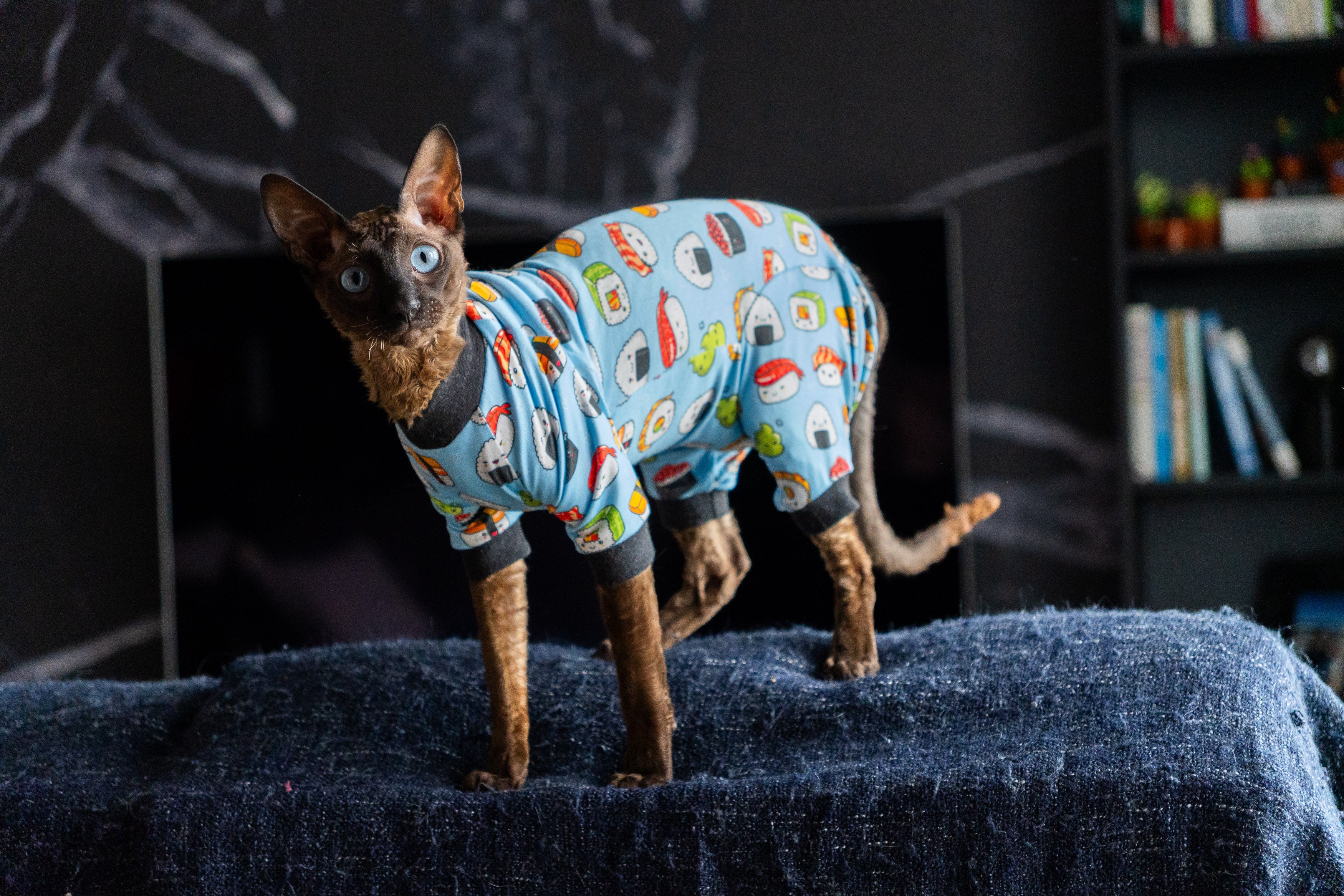 Polocats | Clothes for Sphynx, Cornish Rex & Other Cat Breeds