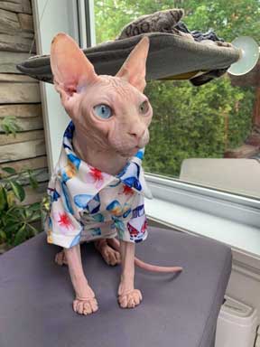 Chemise Hawaïenne pour Chat Sphynx, Vacances Crème